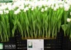 Tulipa White Liberstar ® (1)
